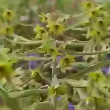 Sewerzowii Green Eyes